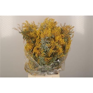 Acacia Balayana Flower Per Bunch