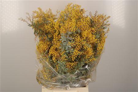 <h4>Acacia Balayana Flower Per Bunch</h4>
