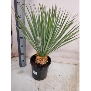 YUC ROSTRATA