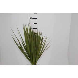 FOLHAGEM DRACENA TRICOLOR