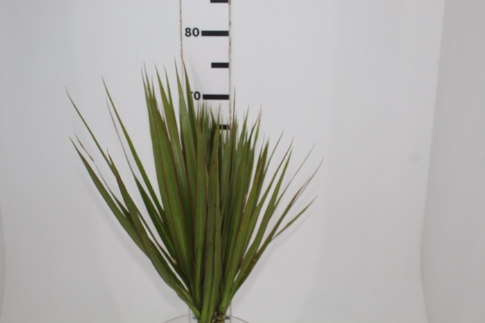 <h4>FOLHAGEM DRACENA TRICOLOR</h4>
