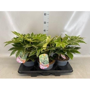 Fatsia japonica 'Variegata'