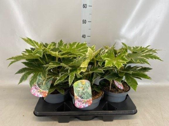 <h4>Fatsia japonica 'Variegata'</h4>