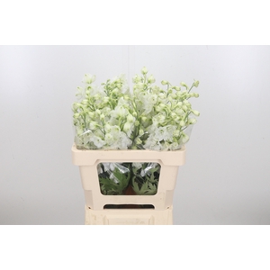 Delphinium El Cen White