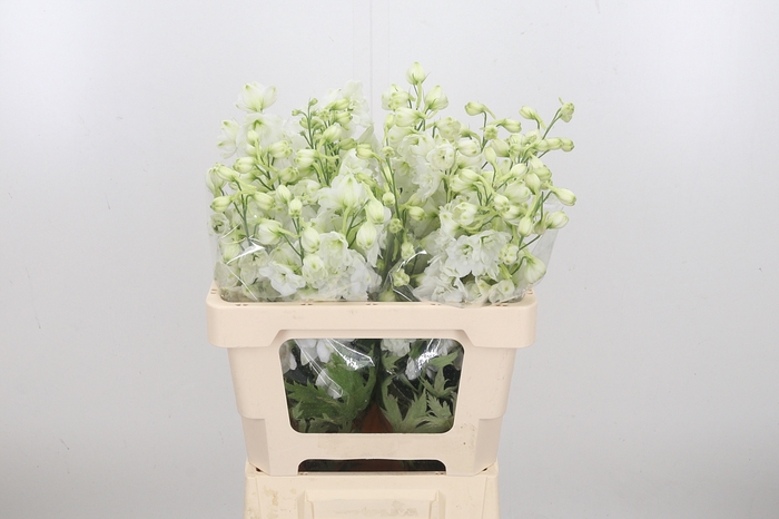 Delphinium El Cen White