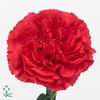 Dianthus St Bizet