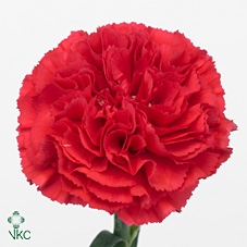 Dianthus St Bizet