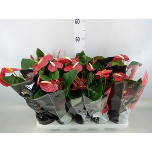 Anthurium andr. 'Royal Champion'