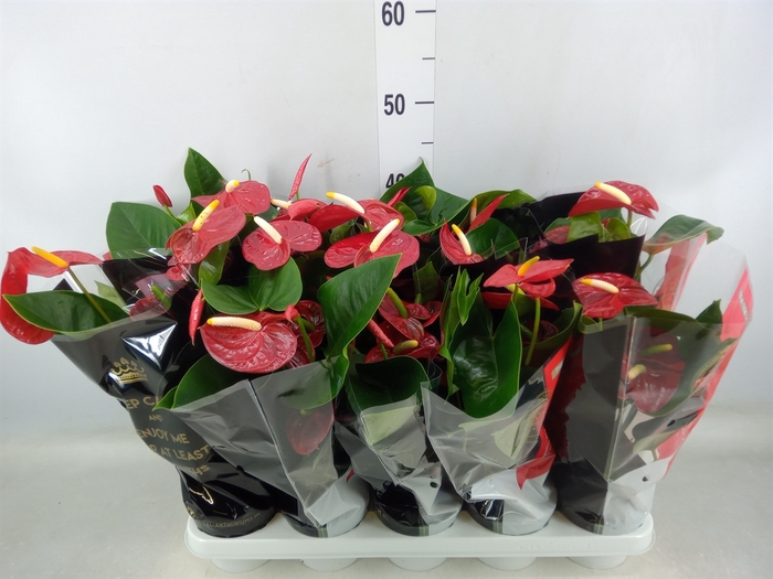 <h4>Anthurium andr. 'Royal Champion'</h4>