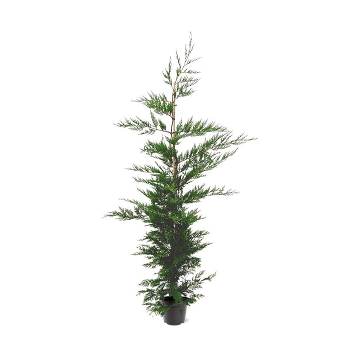 <h4>Cupressocyparis leylandii (zonder etiket)</h4>