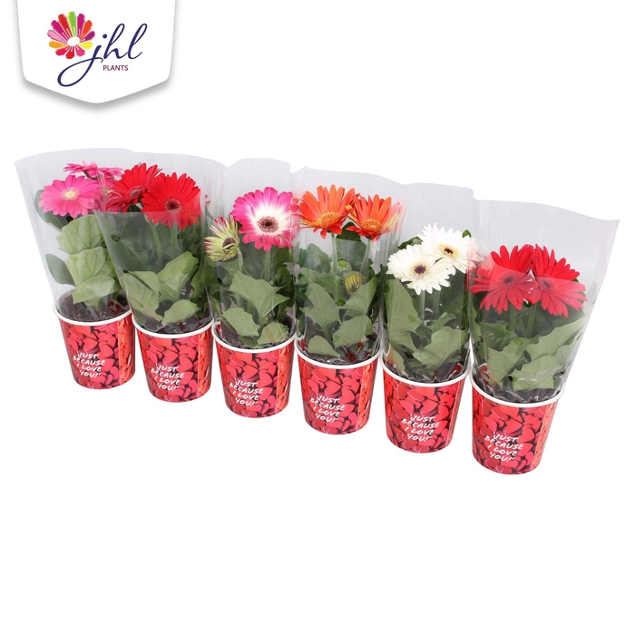 <h4>Gerbera in smartcub Just Because I Love you</h4>