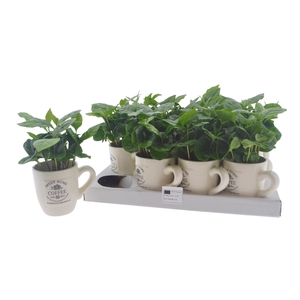 COFFEA ARABICA