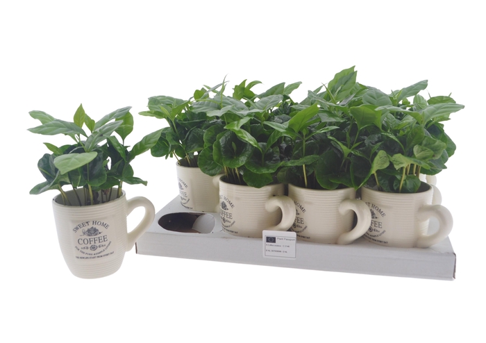 <h4>COFFEA ARABICA</h4>