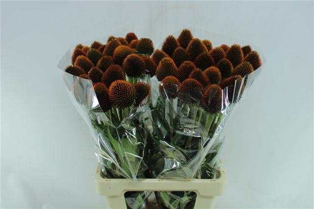 ECHI PURPUREA