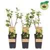 Ribes nigrum