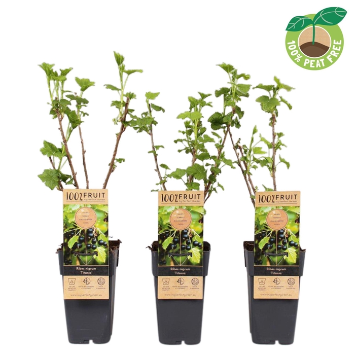 <h4>Ribes nigrum</h4>