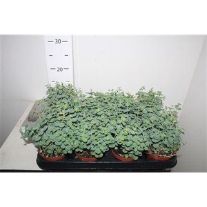 Sedum Sieboldii P8,5