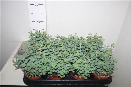 <h4>Sedum Sieboldii P8,5</h4>
