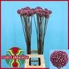 Allium Summer Drumme