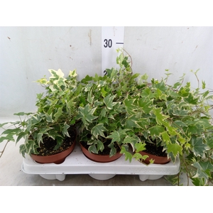 Hedera helix 'White Ripple'