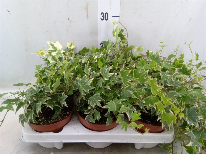 <h4>Hedera helix 'White Ripple'</h4>