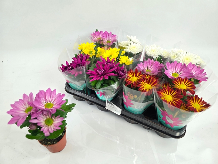 <h4>CHRYS GEM 5 KL</h4>