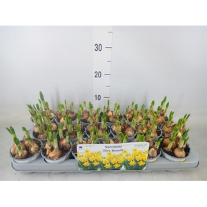 Narcissus DU 'Tete Boucle'