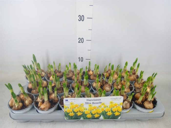 <h4>Narcissus DU 'Tete Boucle'</h4>