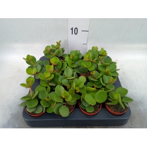 Peperomia tetraphylla 'Hope'