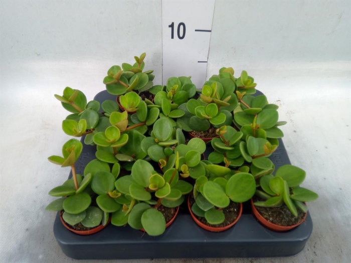 <h4>Peperomia tetraphylla 'Hope'</h4>