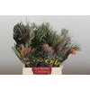 BQ Banksia Coccinea SFB