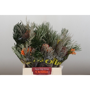 BQ Banksia Coccinea SFB
