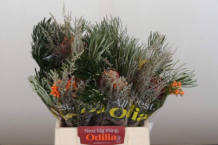 <h4>BQ Banksia Coccinea SFB</h4>