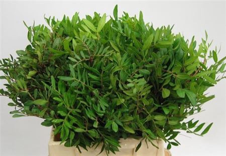 <h4>DEC PISTACHE</h4>