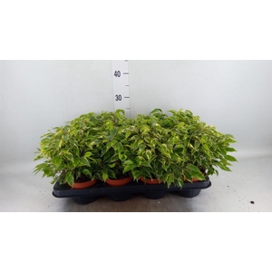 Ficus benja. 'Kinky'