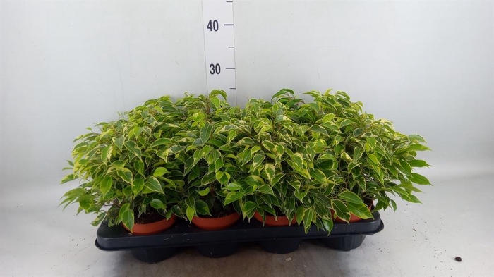 <h4>Ficus benja. 'Kinky'</h4>