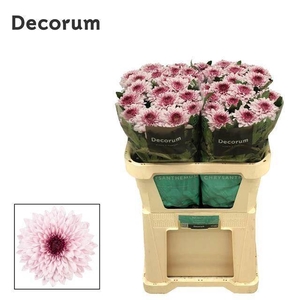 CHR G PIP PRETTY 85 GR.