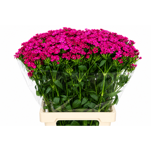 Dianthus Br Amazon Neon Cherry
