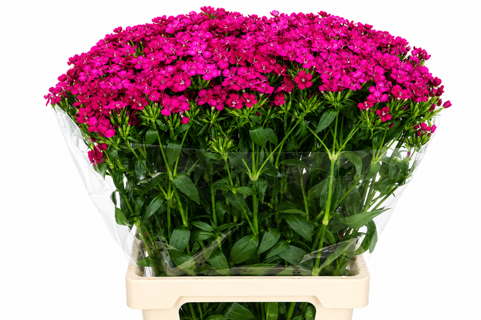 Dianthus Br Amazon Neon Cherry