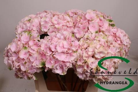 <h4>HYDR M CH VERENA</h4>