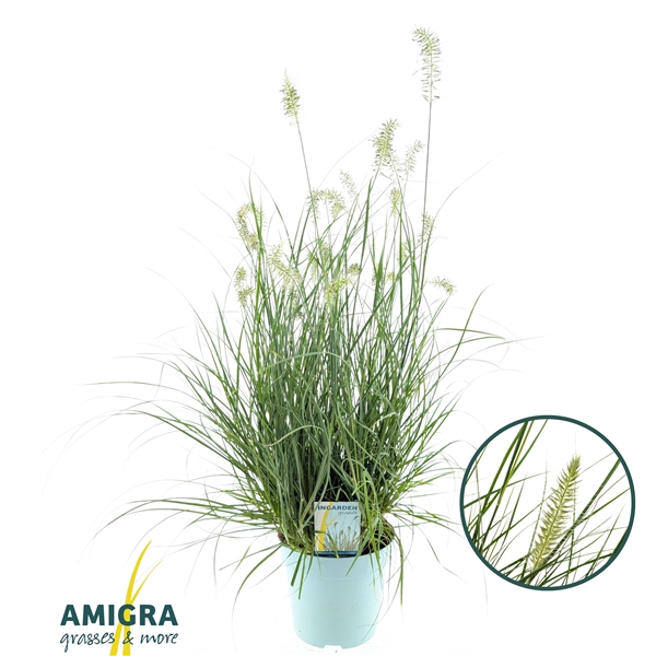 <h4>Pennisetum alopecuroides Little Hameln®</h4>