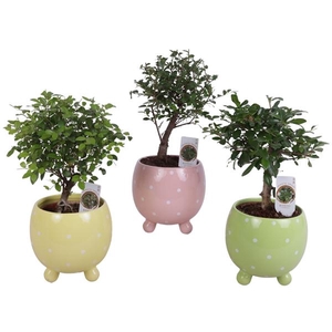 Bonsai Indoor Mix Ø12cm Ball Shape in Ø14cm Ball Dots Pot