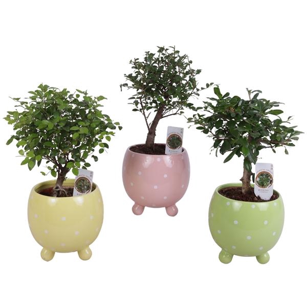 <h4>Bonsai Indoor Mix Ø12cm Ball Shape in Ø14cm Ball Dots Pot</h4>