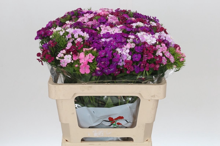 <h4>Dianthus Br Mix Rainbow</h4>