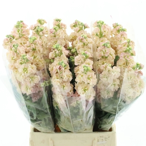 Matth Incana Iron Apricot Extra