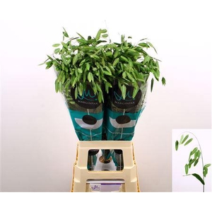 Chasmanthium Latifol Mantis
