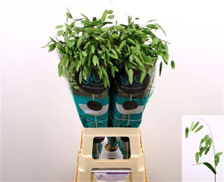 <h4>Chasmanthium Latifol Mantis</h4>