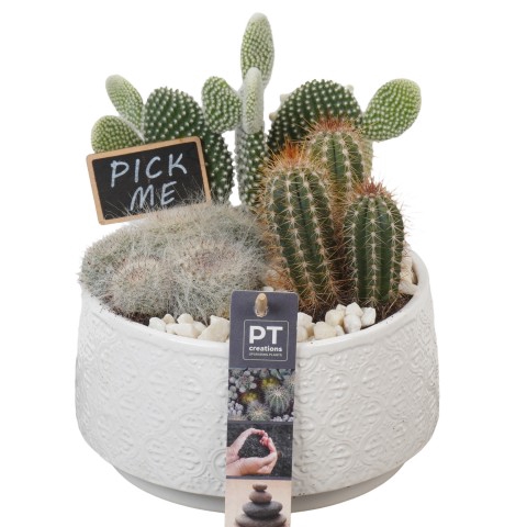 <h4>PTCT3864 Arrangementen Cactus</h4>