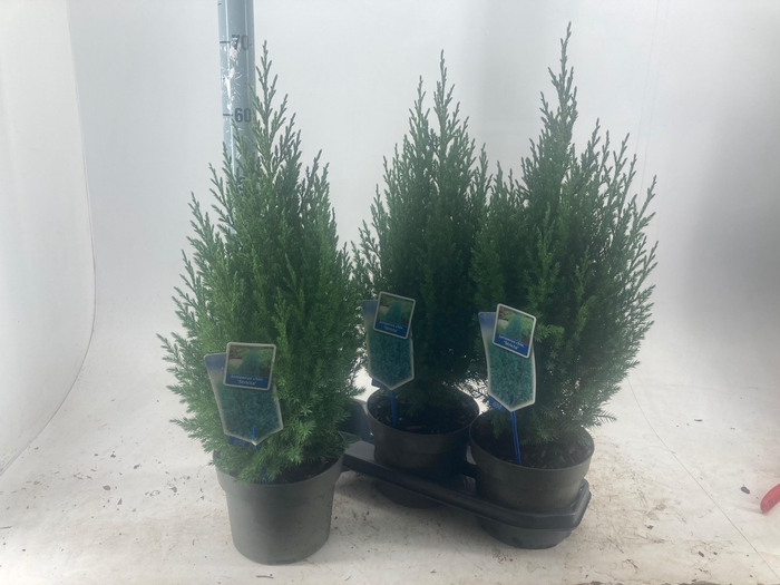 <h4>JUNI CH STRICTA</h4>