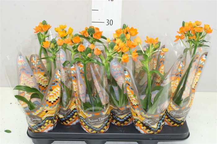 <h4>Ornithogalum Dubium Oranje 1pp</h4>